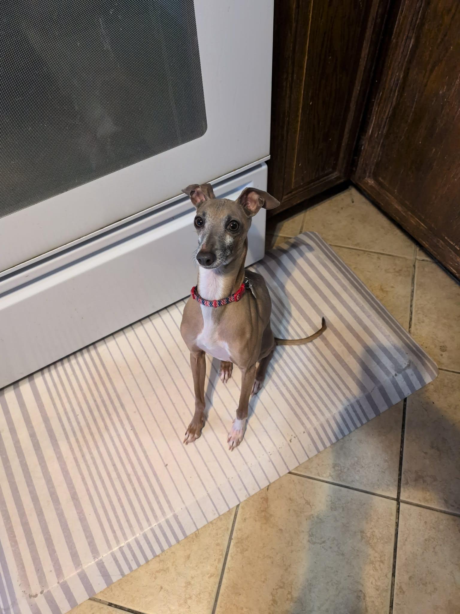 Enlarge Moose, a Adoptable Italian Greyhound in Springfield, MO image 2/3