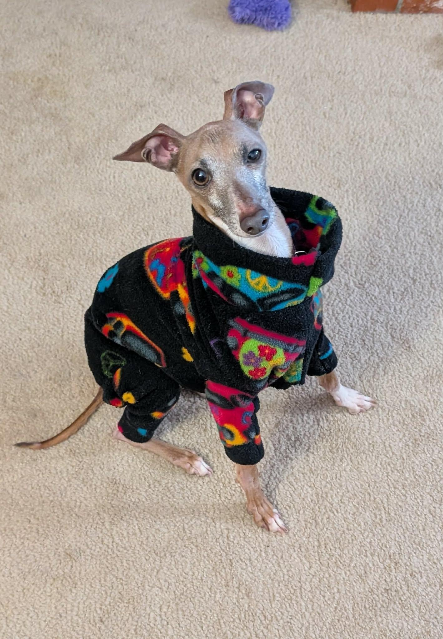 Enlarge Moose, a Adoptable Italian Greyhound in Springfield, MO image 3/3