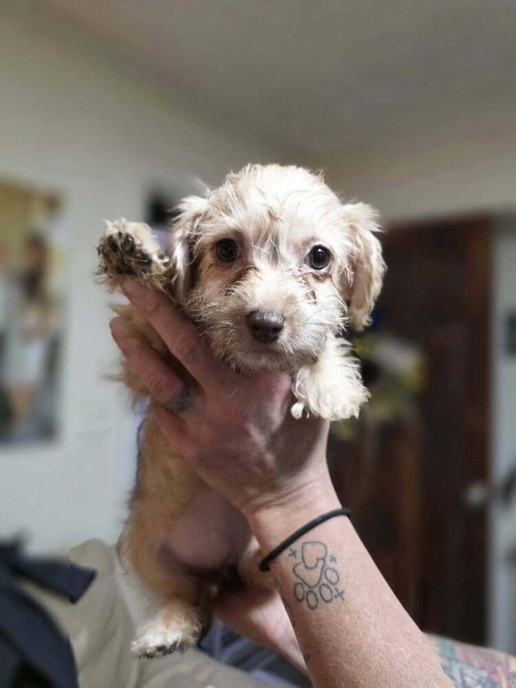 Lelo, Adoptable, Puppy Female Poodle & Dachshund.
