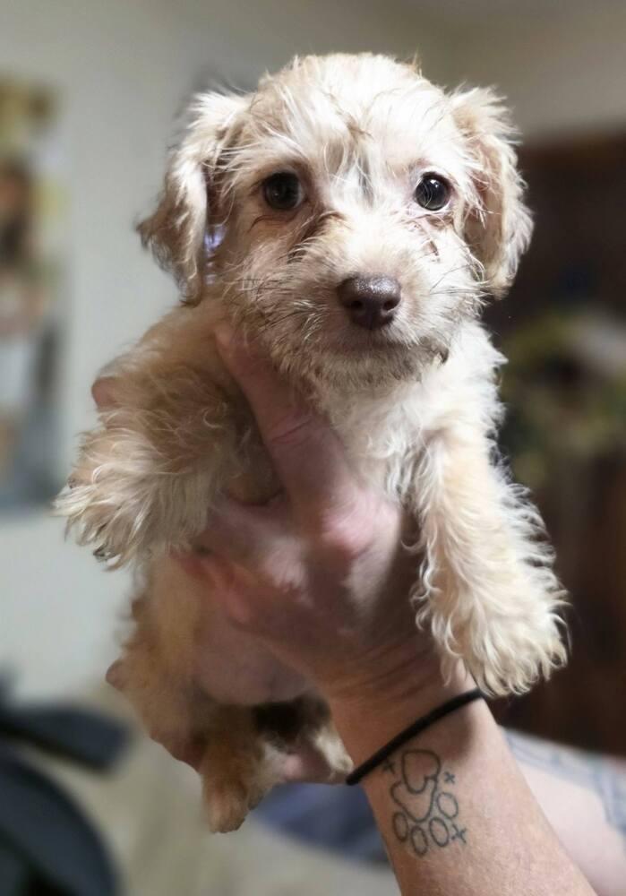 Enlarge Lelo, a Adoptable mixed breed in Chattanooga, TN image 4/4