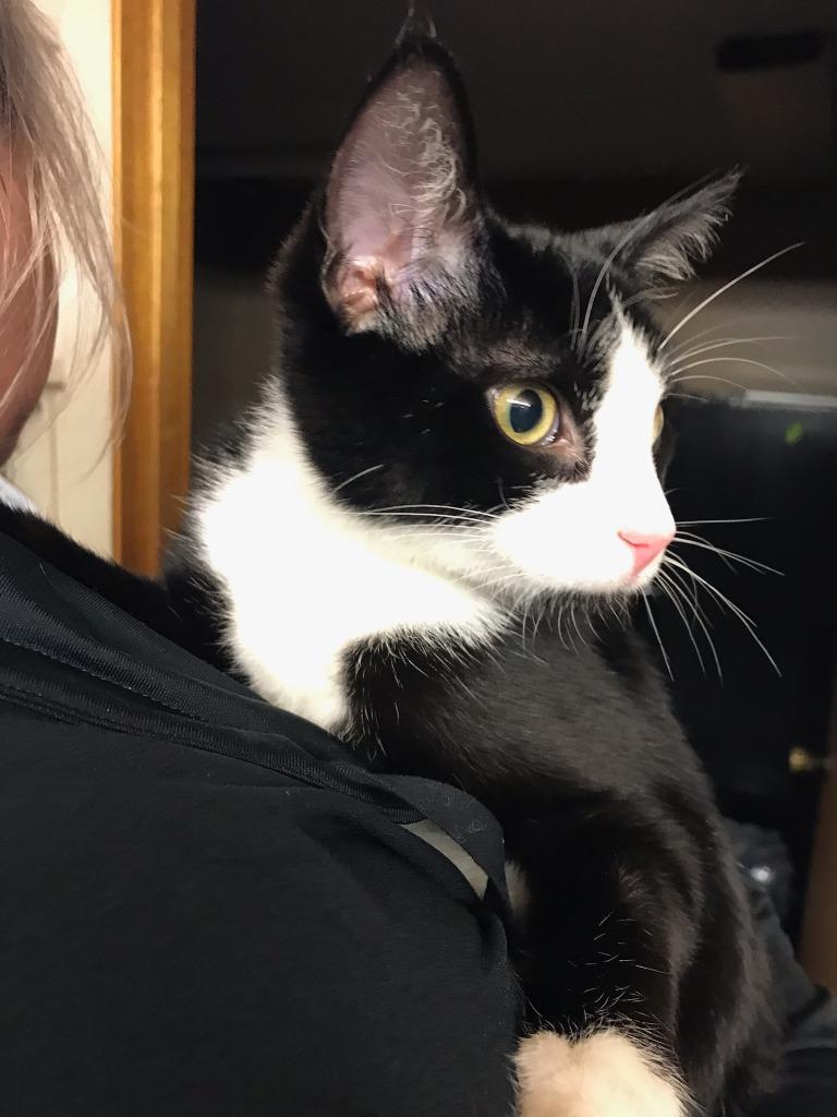 Paisley, Adoptable, Young Male Domestic Short Hair.