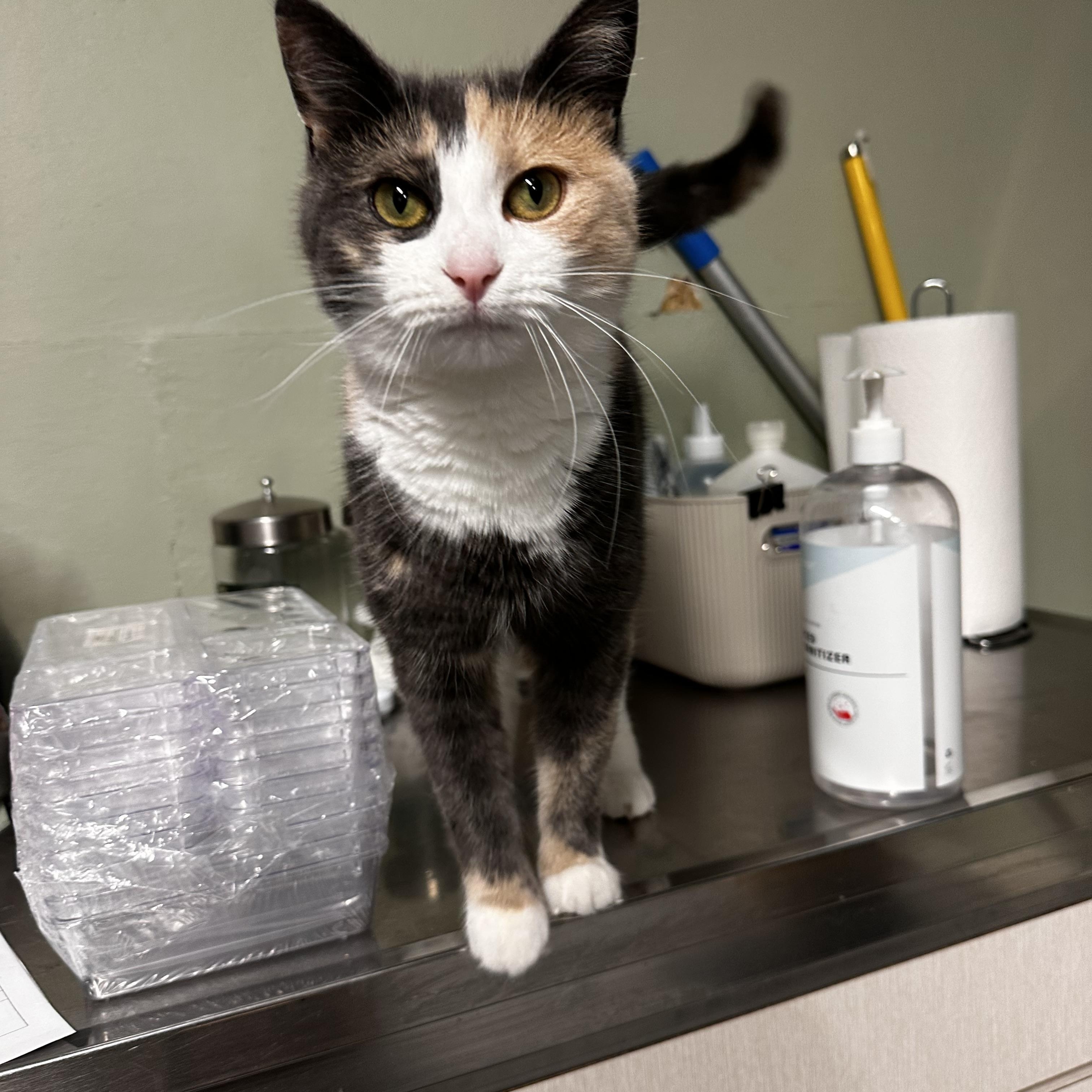 Holly, adopted, Young Female Calico.