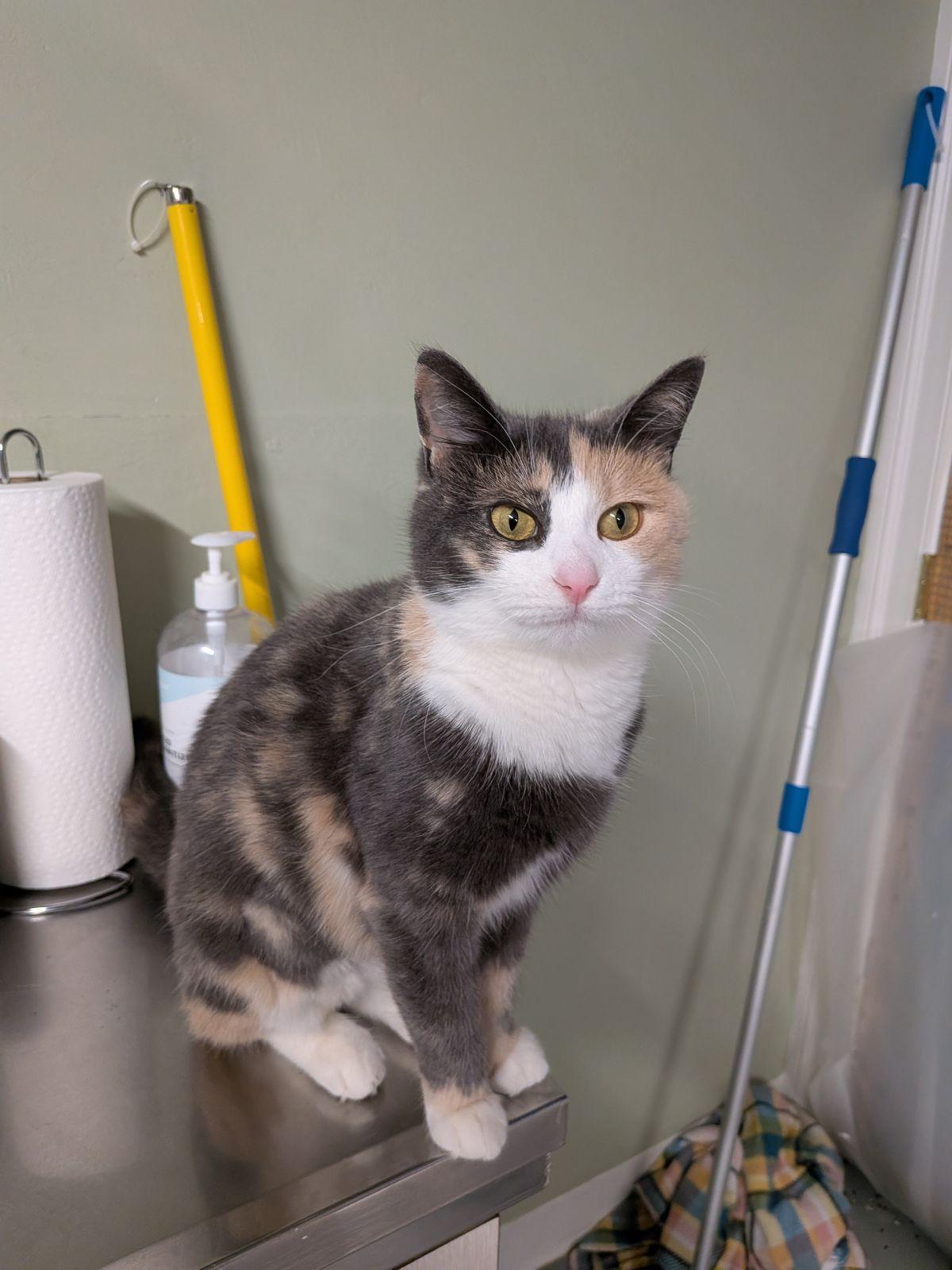 Holly, an adopted Calico in North East, MD image 3/4
