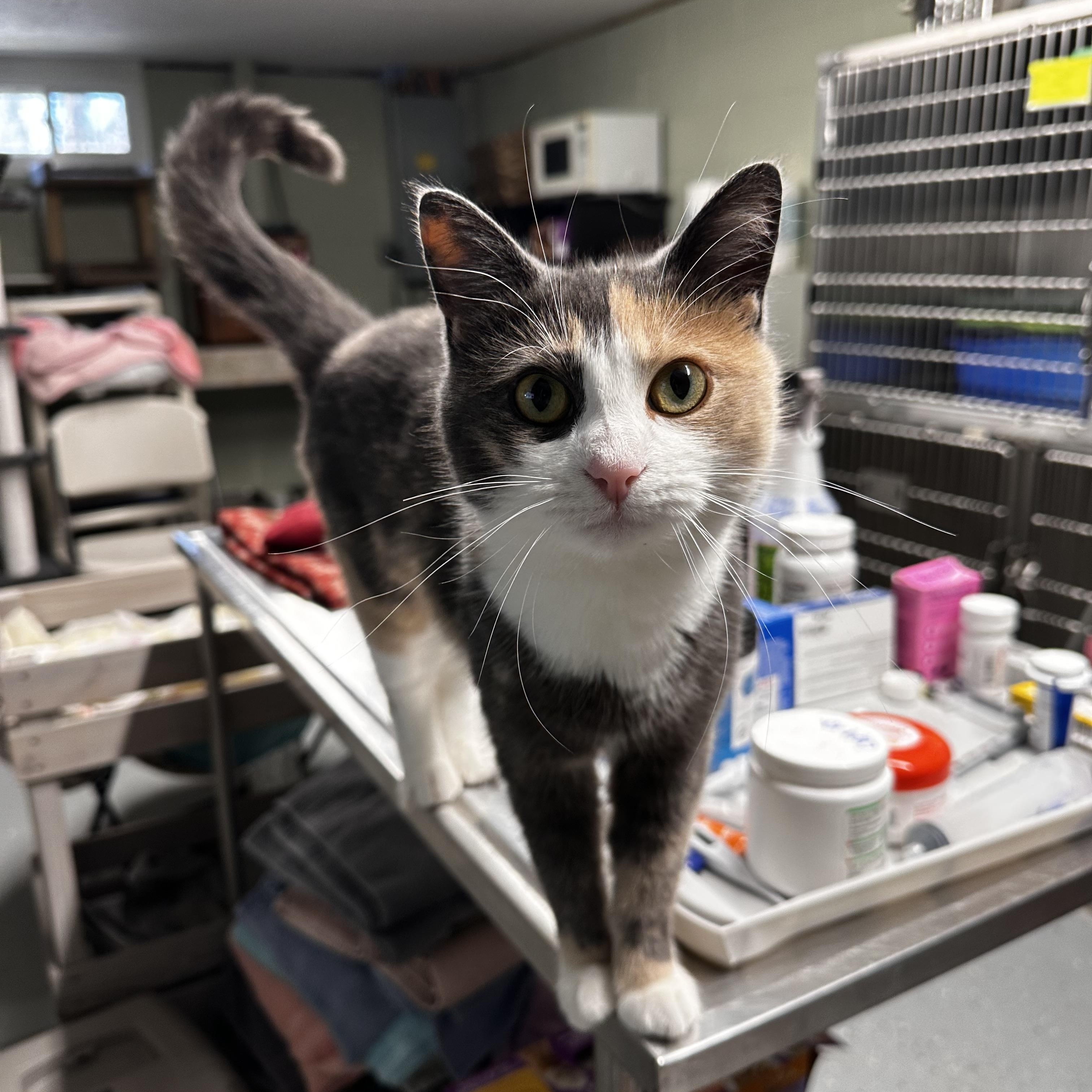 Holly, an adopted Calico in North East, MD image 4/4