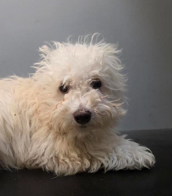 Enlarge Coco, a Adoptable mixed breed in Raleigh, NC image 3/6