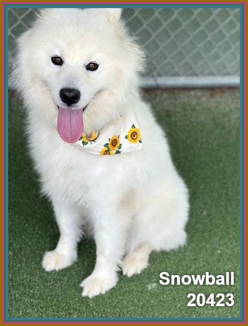 Samoyeds for Adoption in Key Largo, Florida | Petfinder