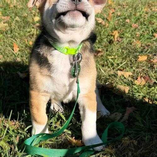 Pugsley, Adoptable, Puppy Male Beagle & Shar-Pei.