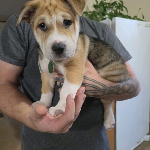 Enlarge Pugsley, a Adoptable mixed breed in Christiansburg, VA image 2/6