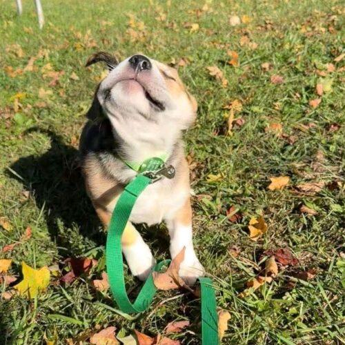 Enlarge Pugsley, a Adoptable mixed breed in Christiansburg, VA image 3/6