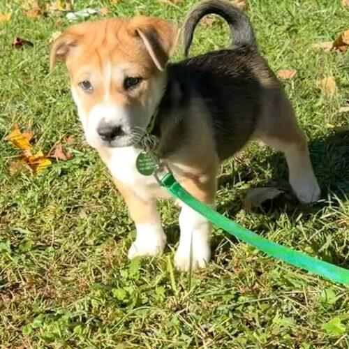 Enlarge Pugsley, a Adoptable mixed breed in Christiansburg, VA image 4/6