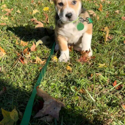 Enlarge Pugsley, a Adoptable mixed breed in Christiansburg, VA image 5/6