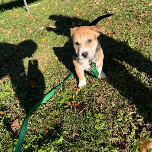 Enlarge Pugsley, a Adoptable mixed breed in Christiansburg, VA image 6/6
