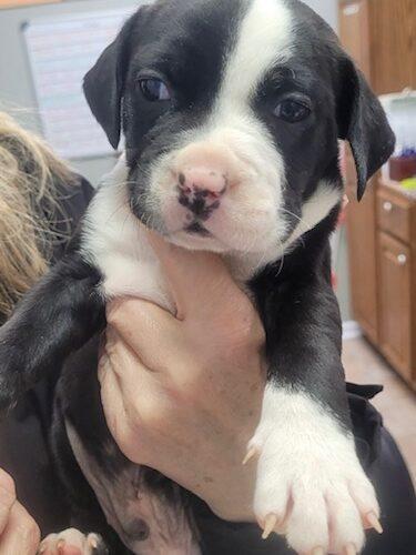 Sheriff 5069 D, Adoptable, Adult Male Staffordshire Bull Terrier & Mixed Breed.