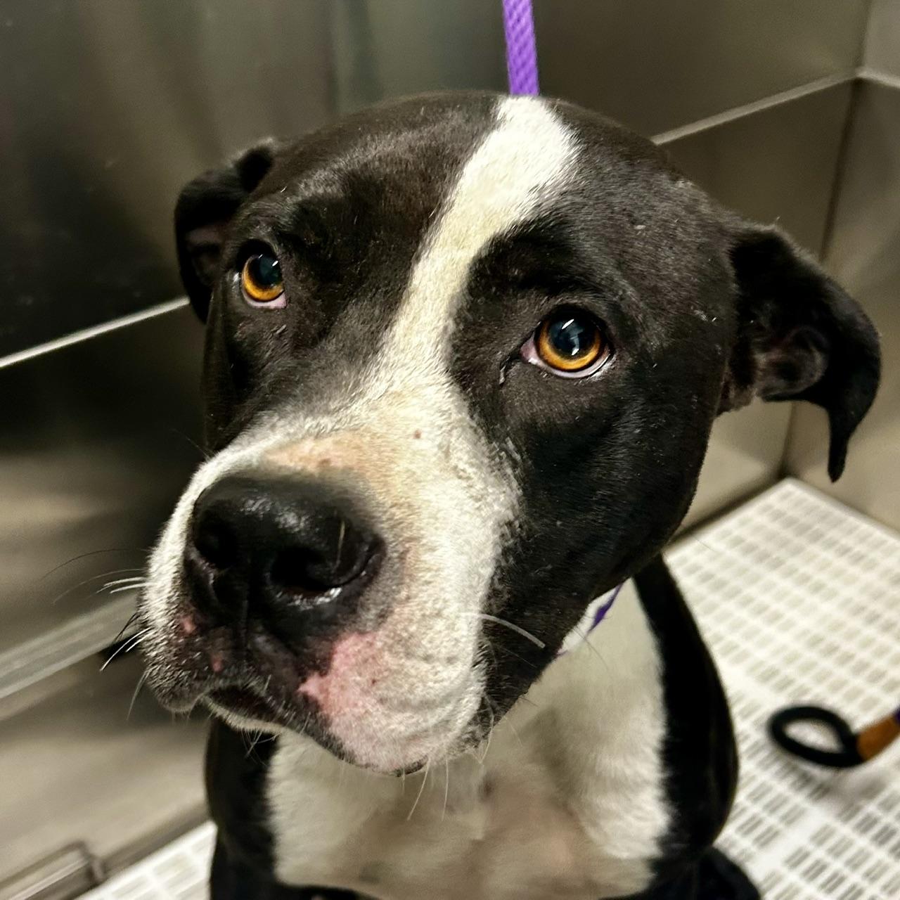 Enlarge Sheriff 5069 D, a Adoptable mixed breed in Frankfort, KY image 2/6