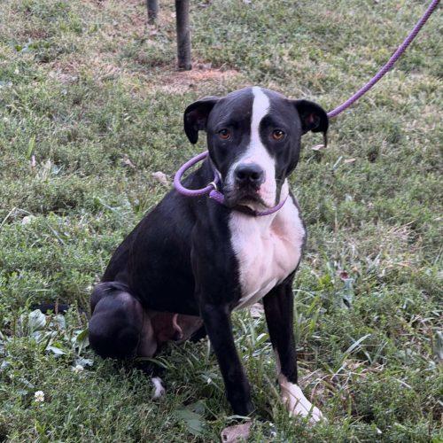 Enlarge Sheriff 5069 D, a Adoptable mixed breed in Frankfort, KY image 3/6