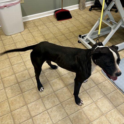 Enlarge Sheriff 5069 D, a Adoptable mixed breed in Frankfort, KY image 4/6