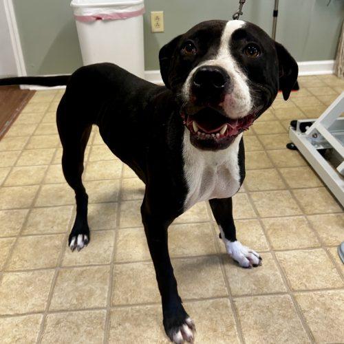 Enlarge Sheriff 5069 D, a Adoptable mixed breed in Frankfort, KY image 5/6