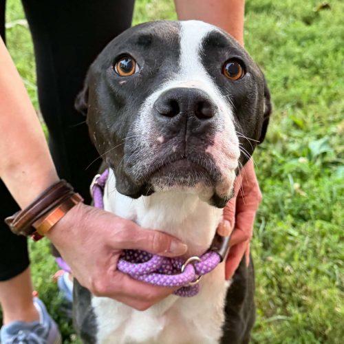 Enlarge Sheriff 5069 D, a Adoptable mixed breed in Frankfort, KY image 6/6