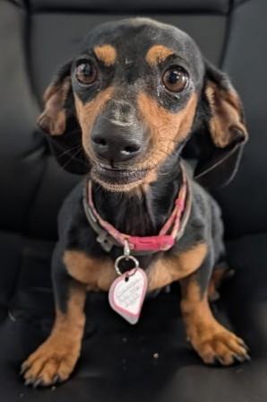 Gemma in WI, ADOPTABLE, Adult Female Dachshund.