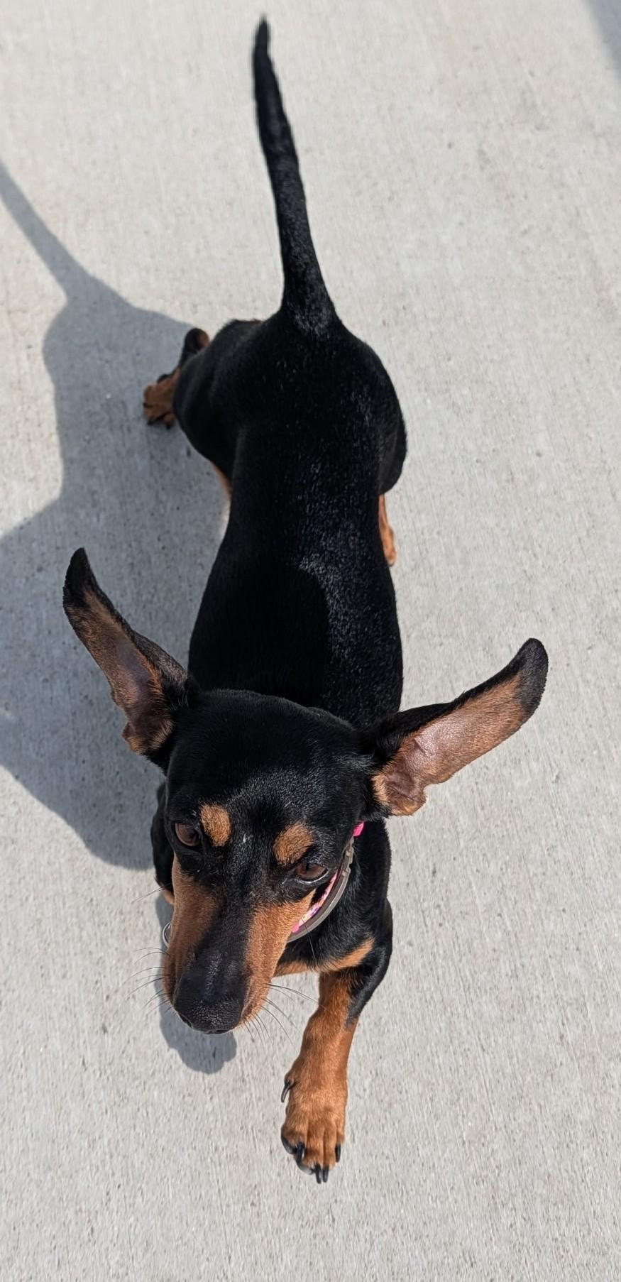 Enlarge Gemma in WI, a ADOPTABLE Dachshund in Marinette, WI image 5/5