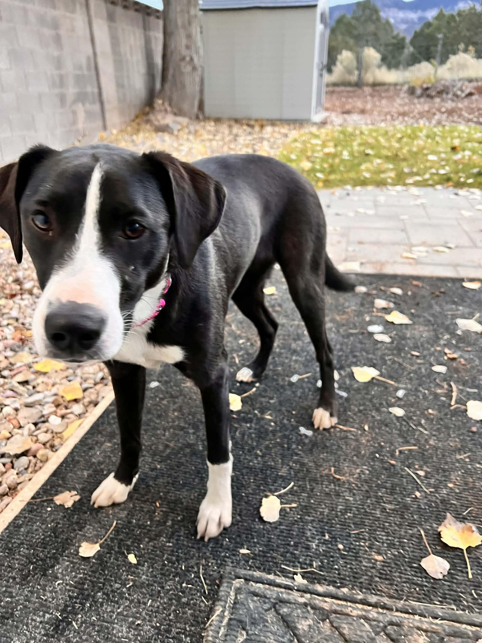 AJ, Adoptable, Young Female Boxer & Shepherd.