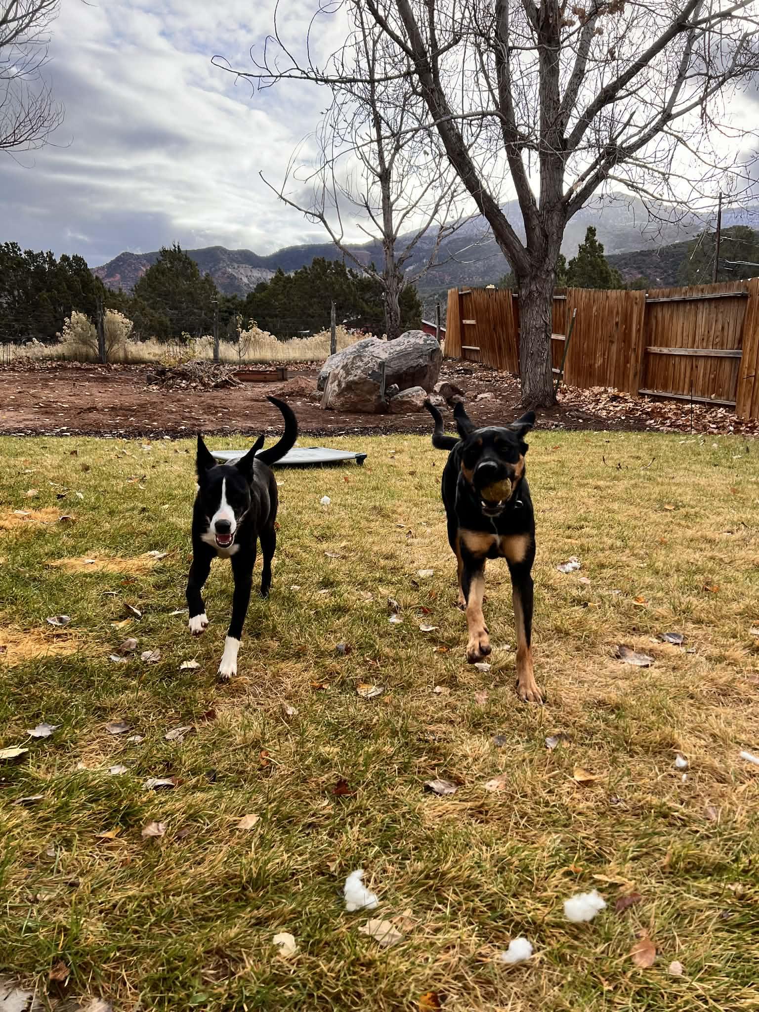 Enlarge AJ, a Adoptable mixed breed in Midway, UT image 2/3