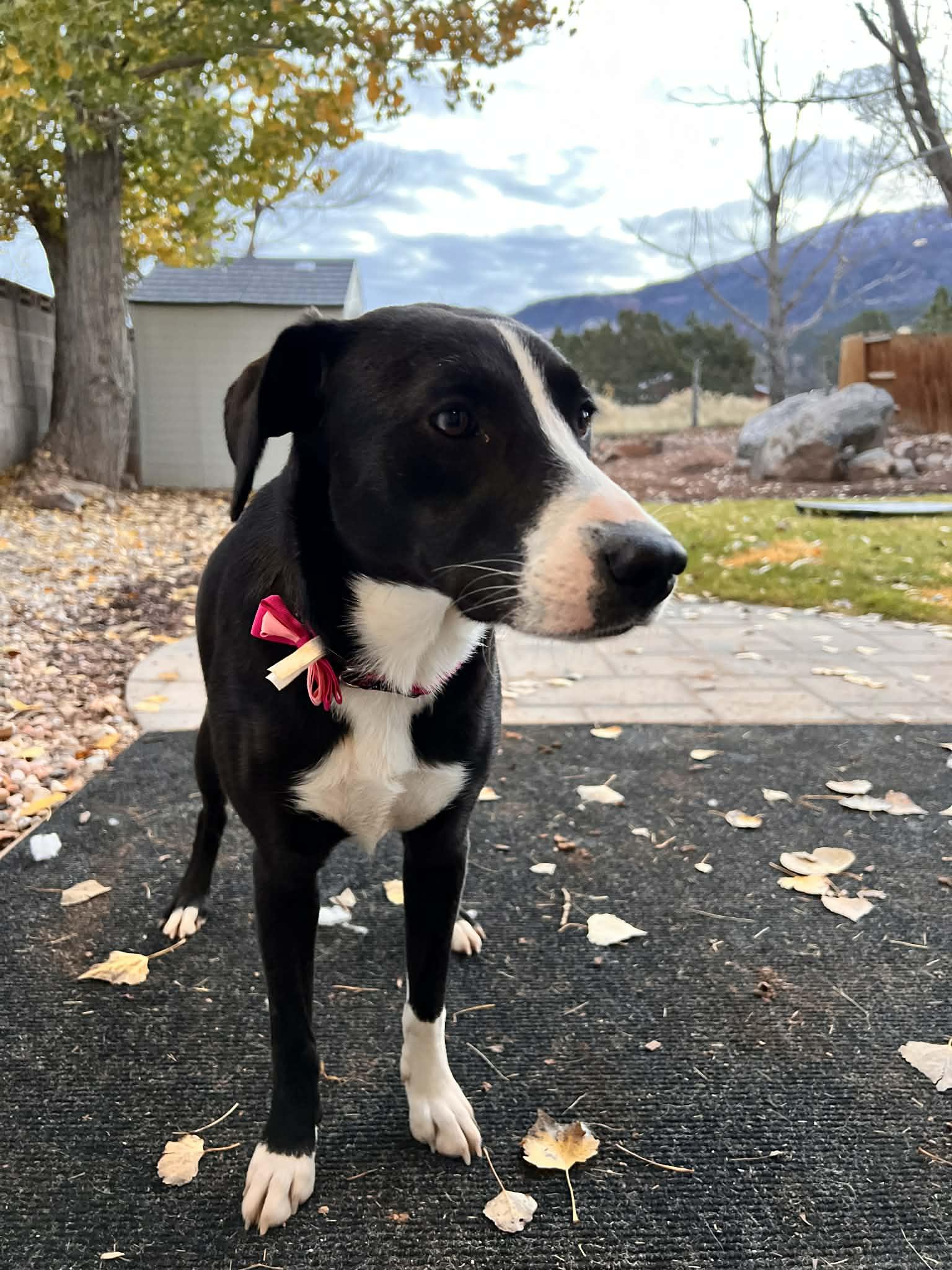 Enlarge AJ, a Adoptable mixed breed in Midway, UT image 3/3