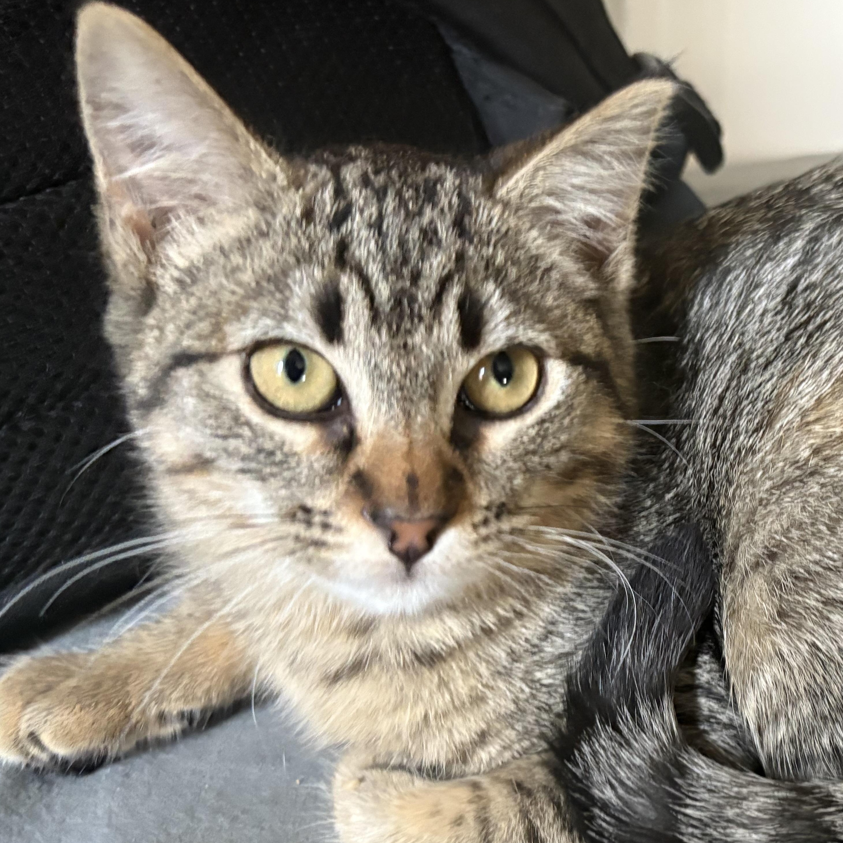 Fern, Young Female Domestic Short Hair