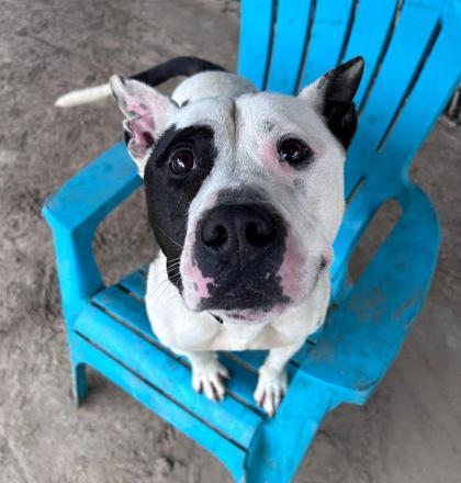 Ace, Adoptable, Adult Male Terrier & Mixed Breed.