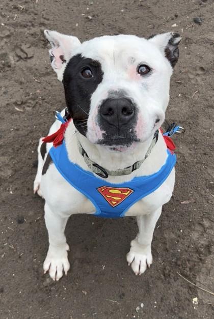 Enlarge Ace, a Adoptable mixed breed in Savannah, GA image 2/3