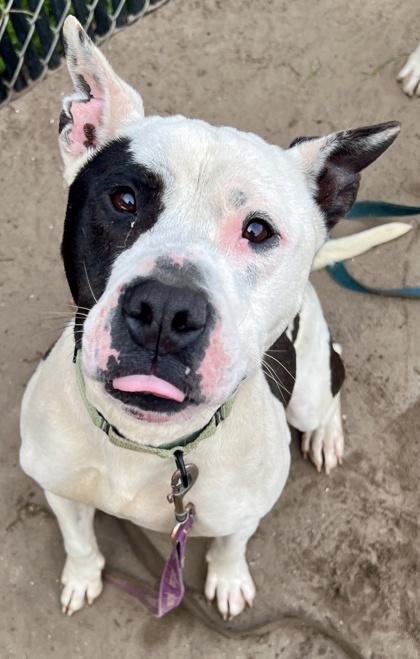 Enlarge Ace, a Adoptable mixed breed in Savannah, GA image 3/3