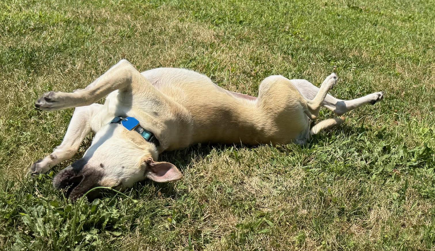Enlarge Tiramisu, a hold mixed breed in New York, NY image 5/6