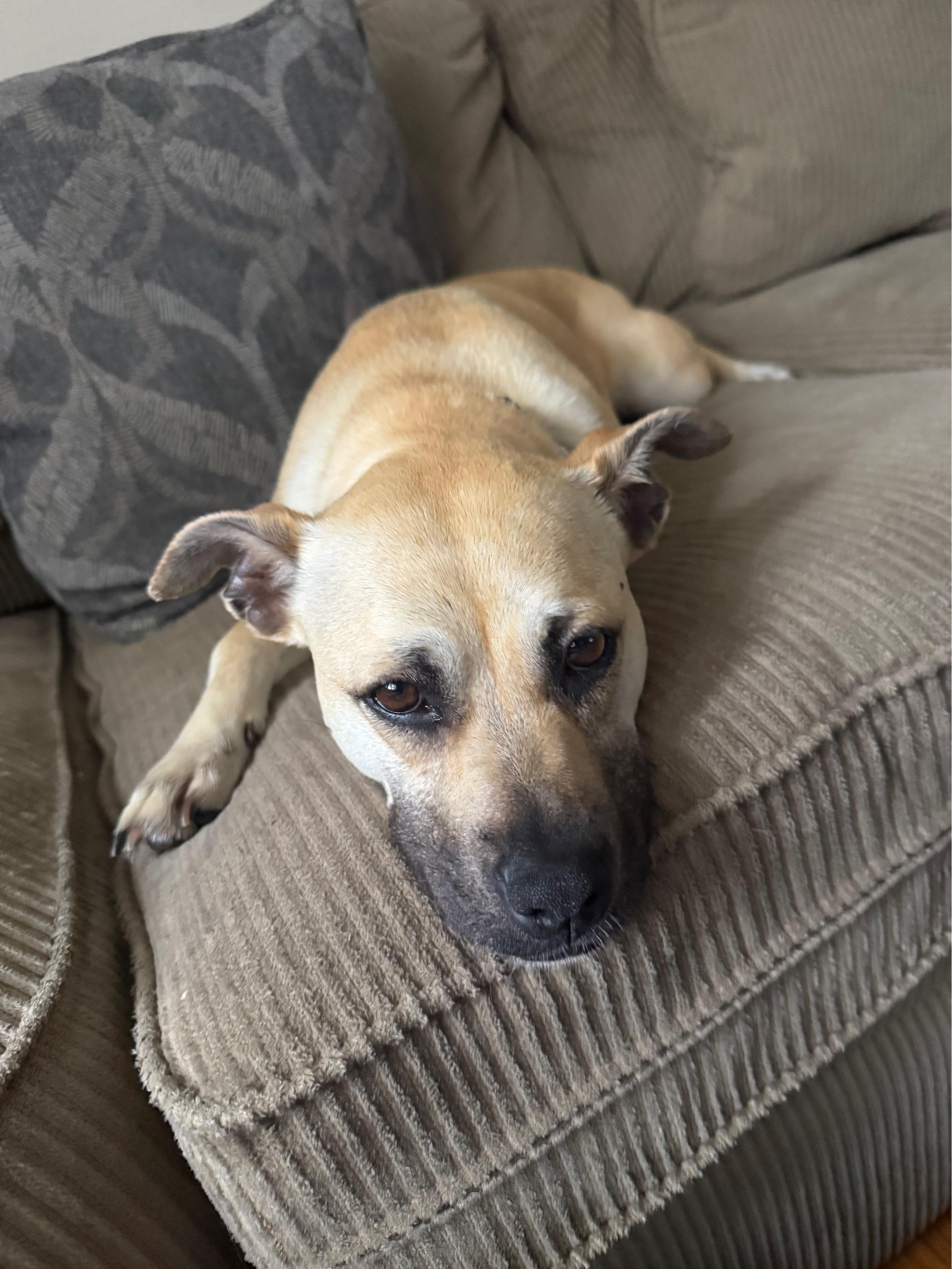 Tiramisu, a Adoptable mixed breed in New York, NY image 2/6