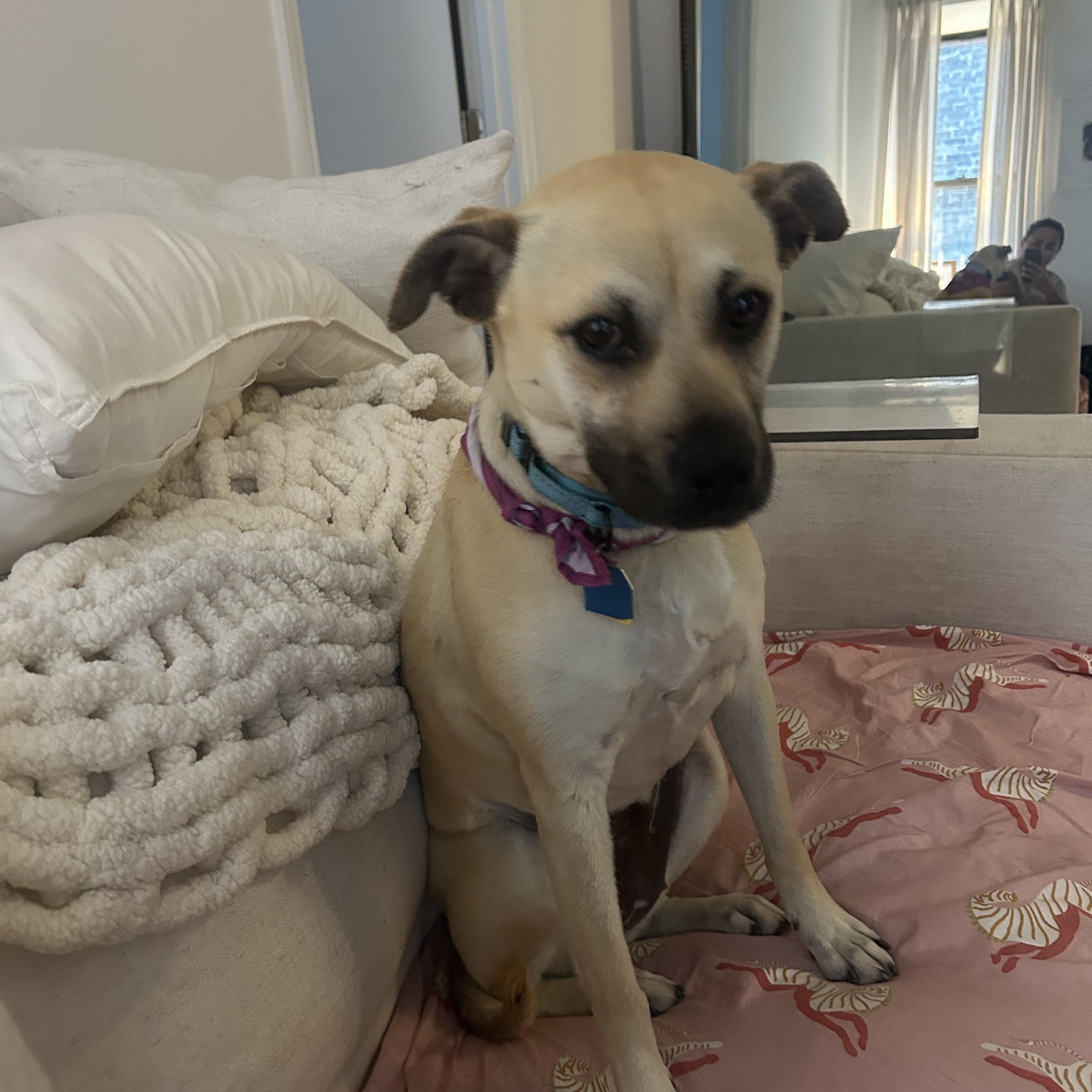 Tiramisu, a Adoptable mixed breed in New York, NY image 5/6