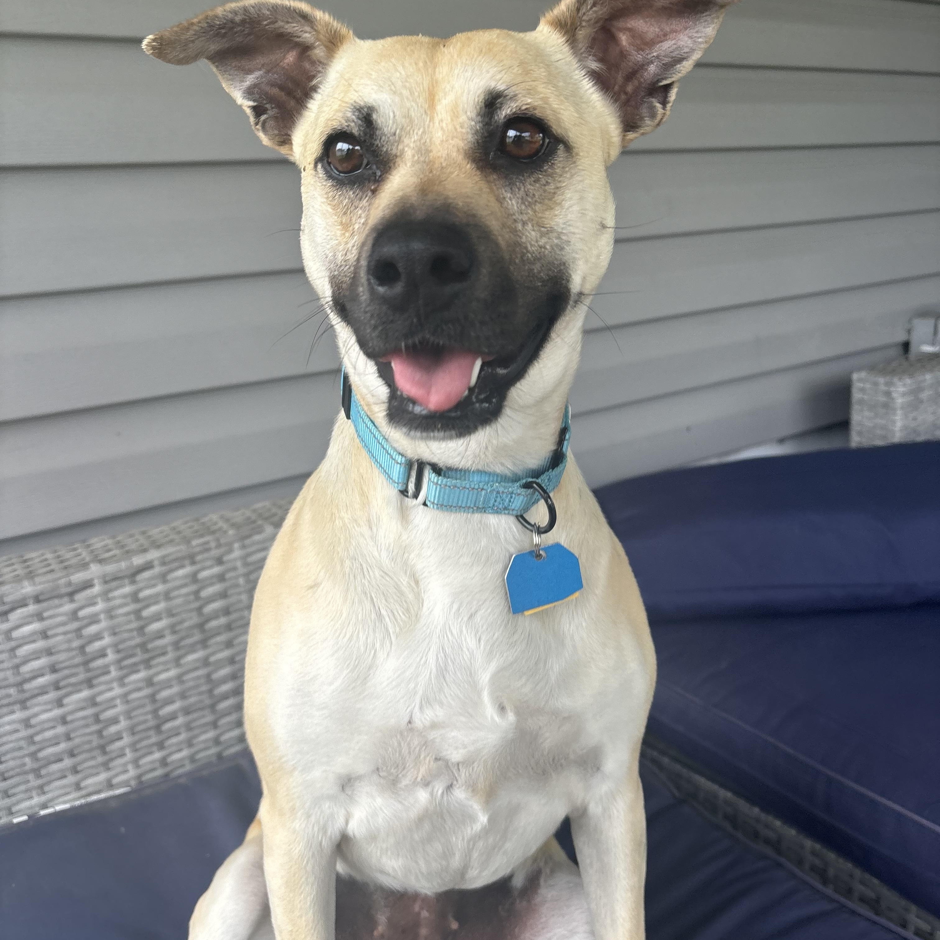 Tiramisu, Adoptable, Young Female Shepherd & Terrier.