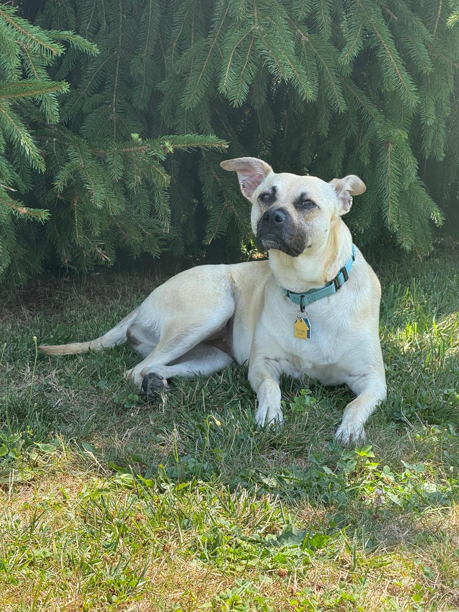 Enlarge Tiramisu, a hold mixed breed in New York, NY image 6/6