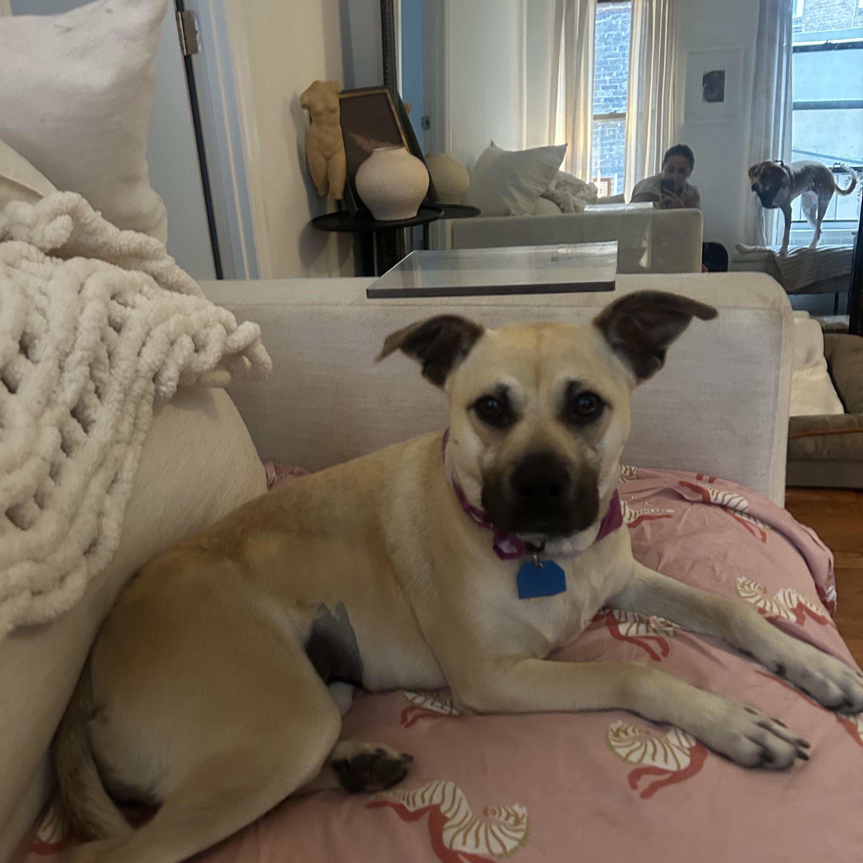 Tiramisu, a Adoptable mixed breed in New York, NY image 4/6