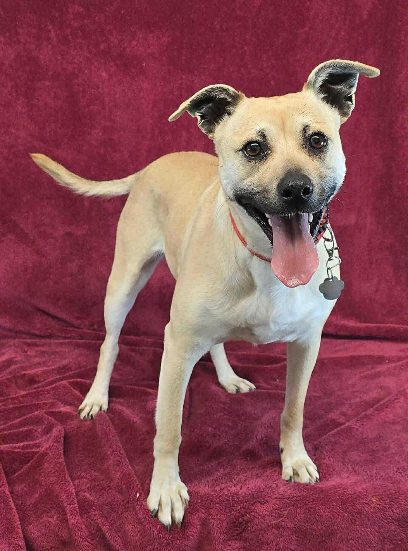 Tiramisu, a Adoptable mixed breed in New York, NY image 6/6