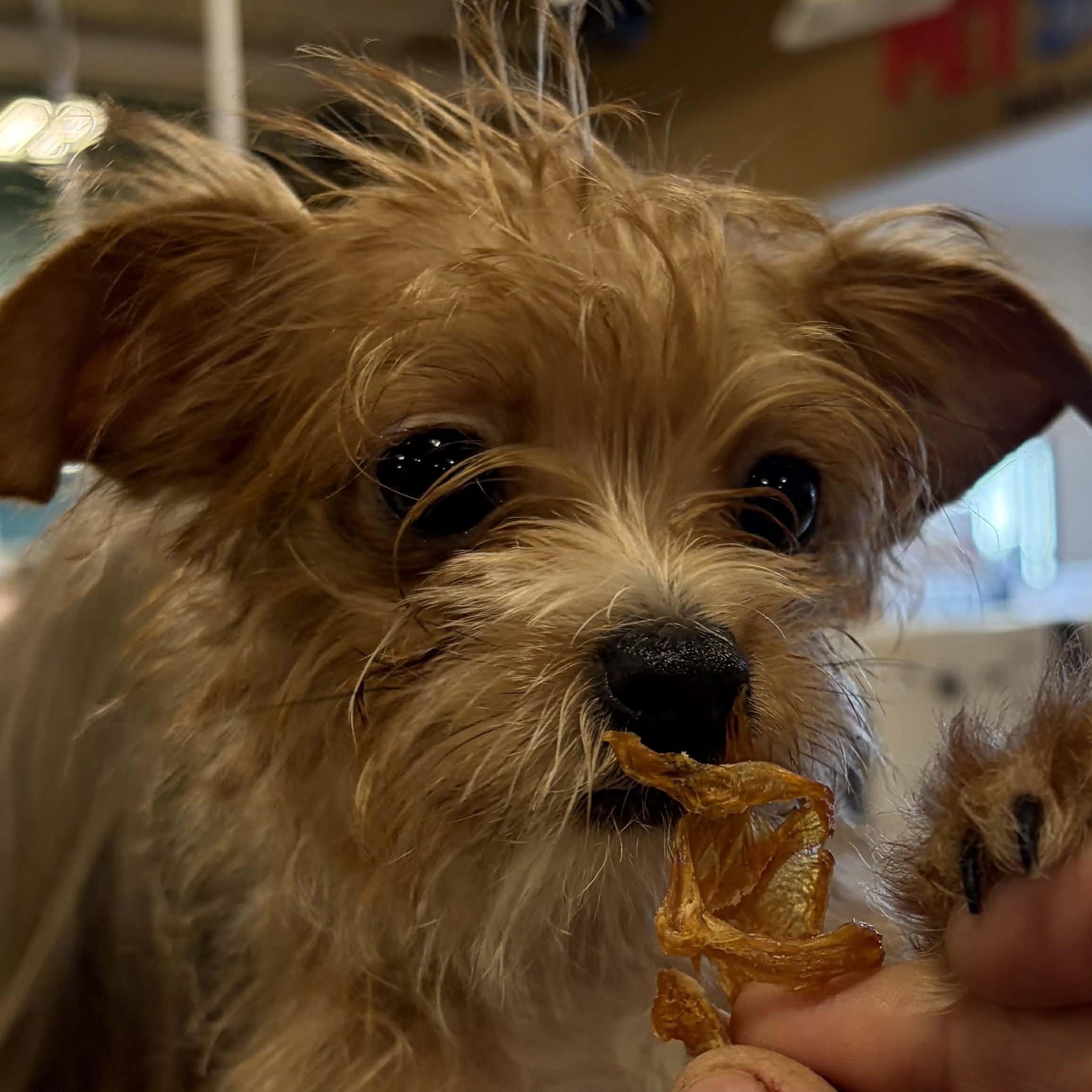 Enlarge Coco, an adopted mixed breed in Antioch, CA image 1/3