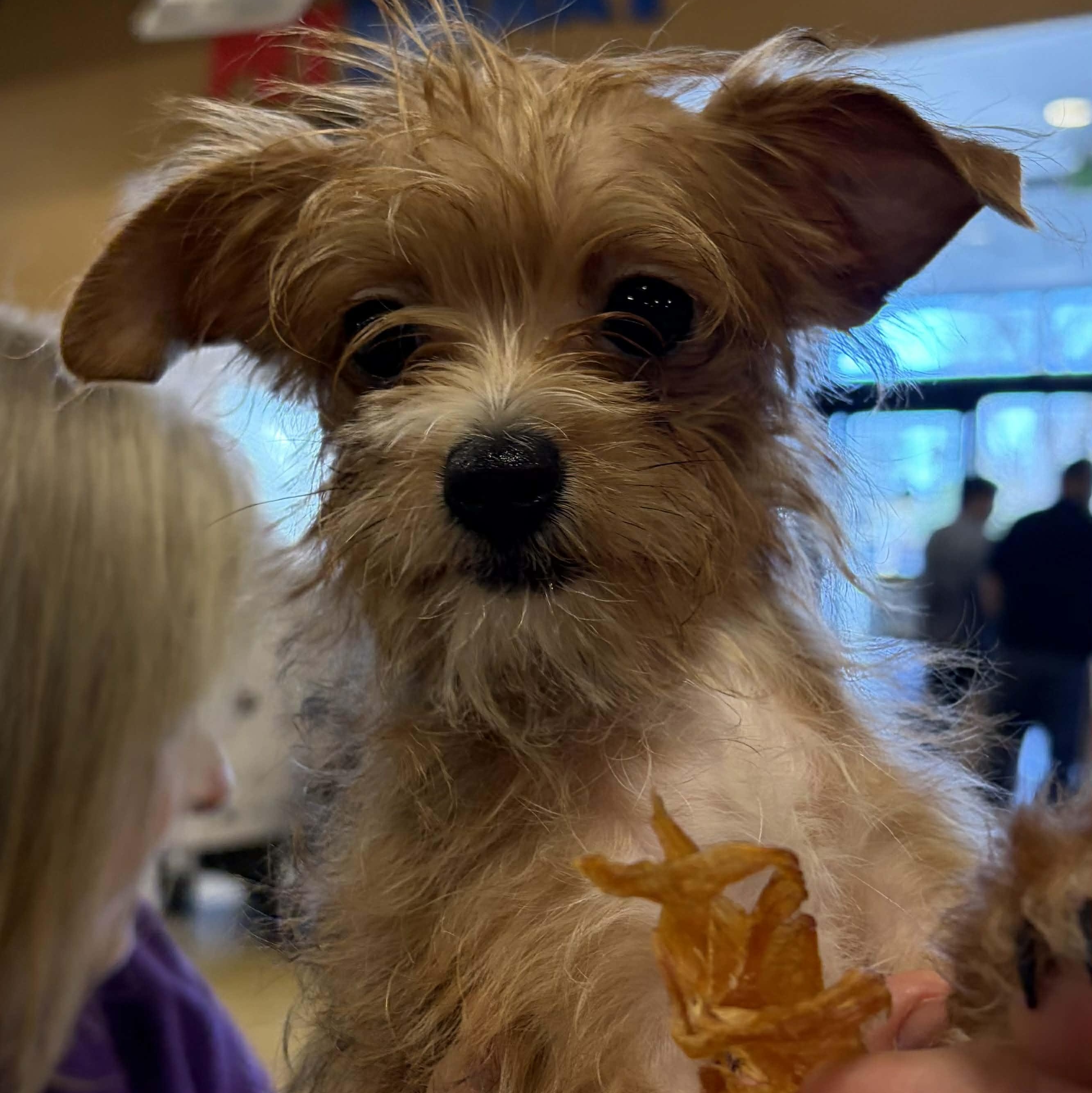 Enlarge Coco, an adopted mixed breed in Antioch, CA image 2/3