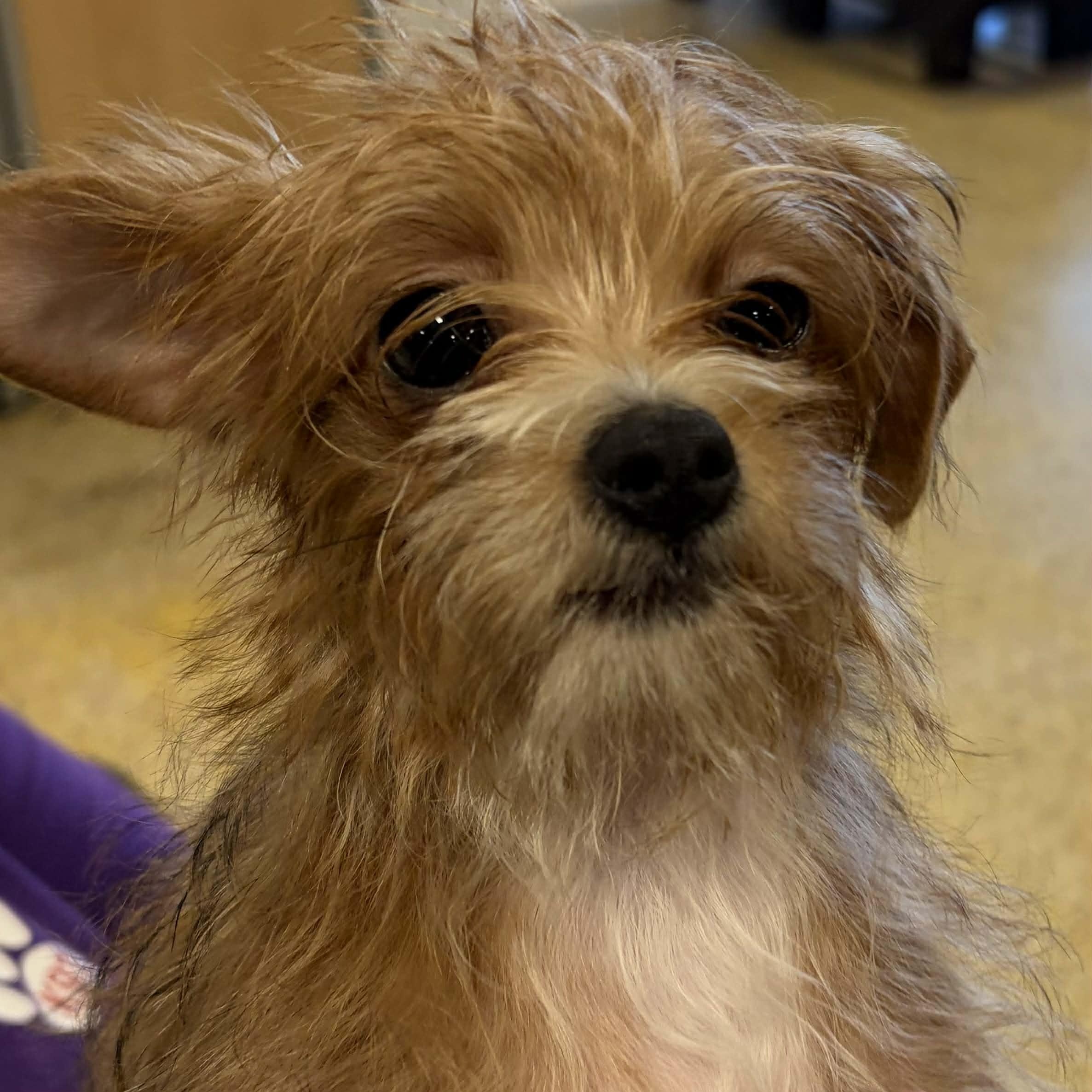 Enlarge Coco, an adopted mixed breed in Antioch, CA image 3/3