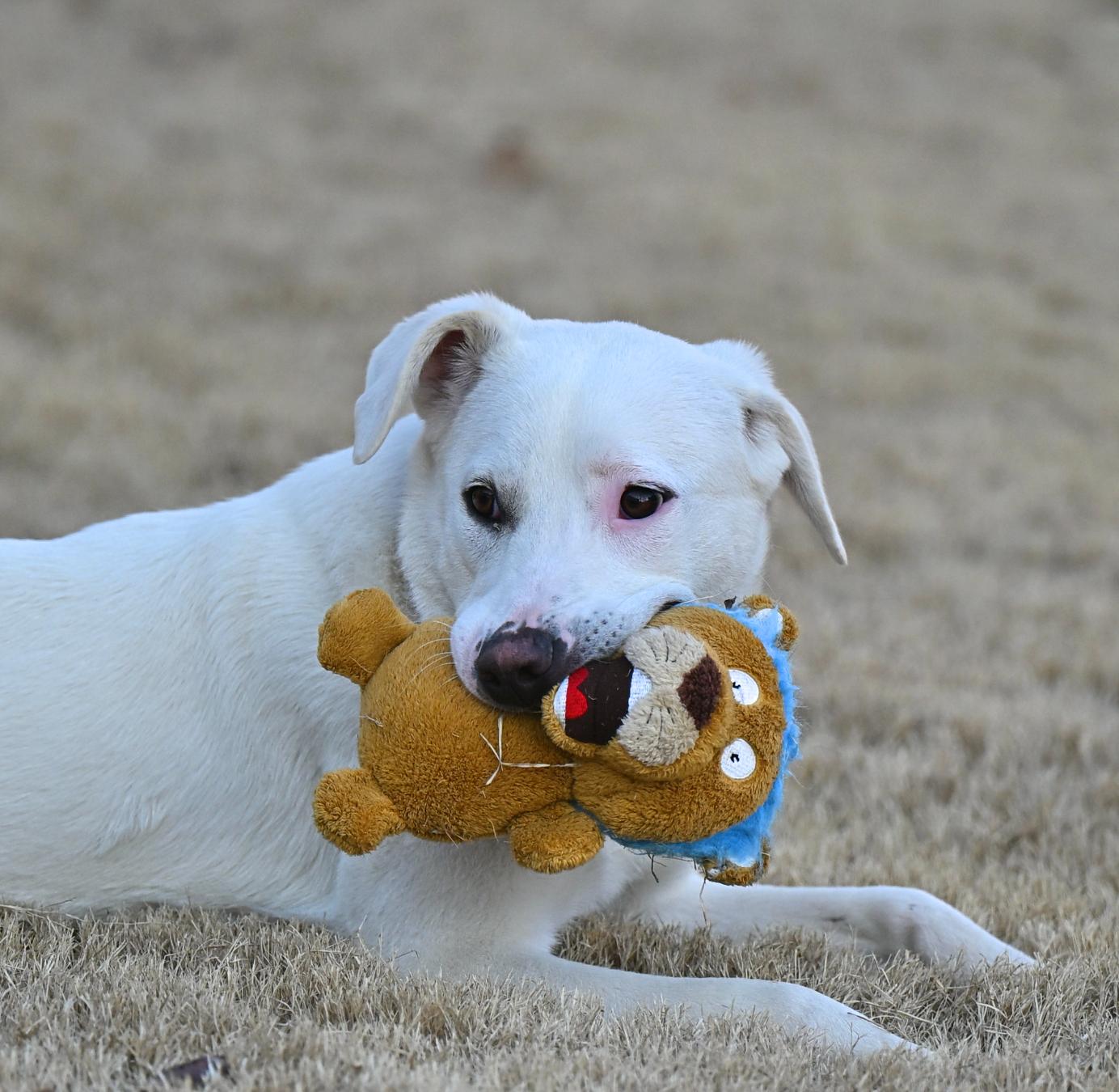 Marcie Jane, ADOPTABLE, Puppy Female Labrador Retriever & Great Pyrenees.