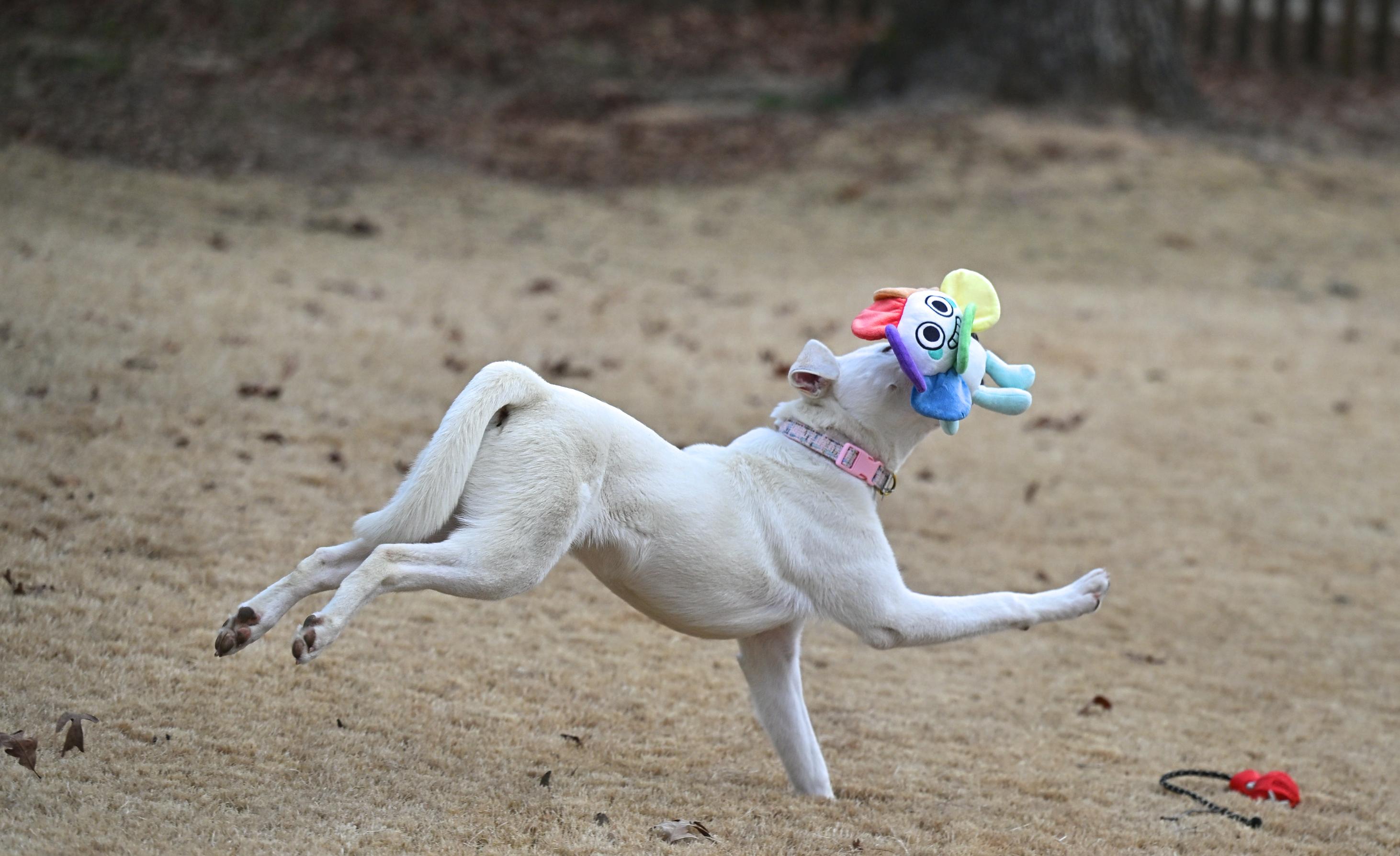 Enlarge Marcie Jane, a ADOPTABLE mixed breed in White River Junction, VT image 3/6