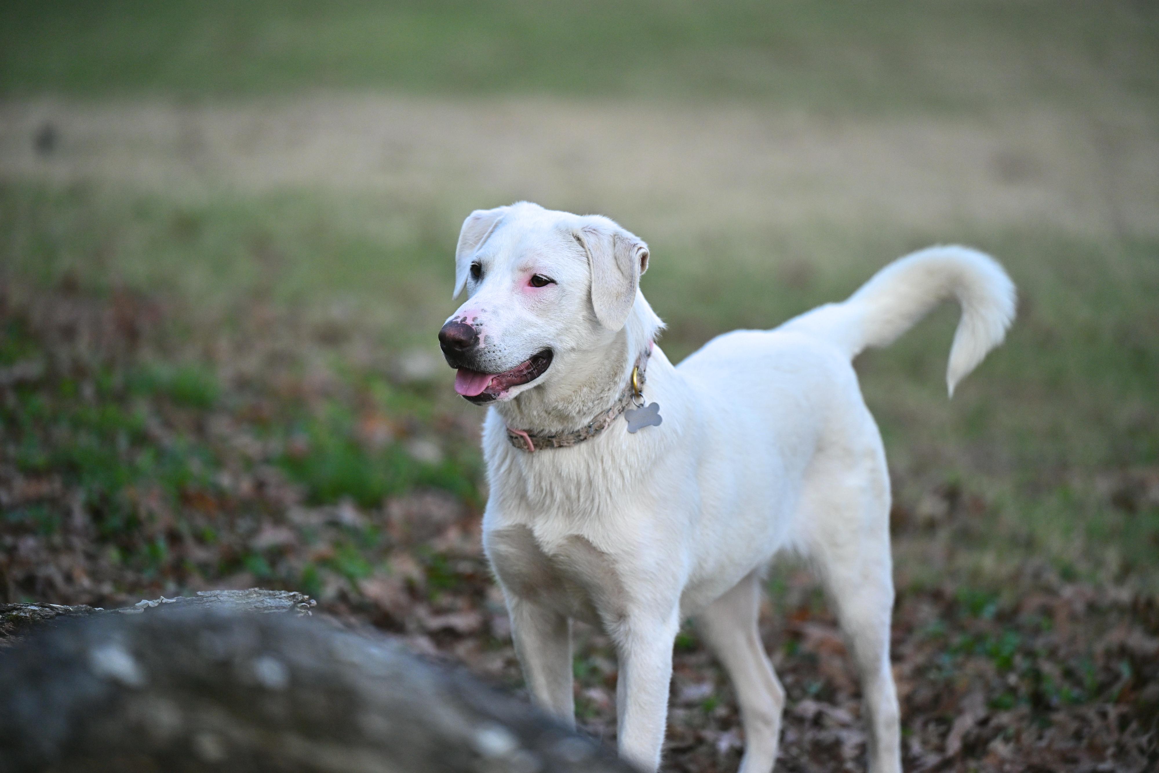 Enlarge Marcie Jane, a ADOPTABLE mixed breed in White River Junction, VT image 5/6