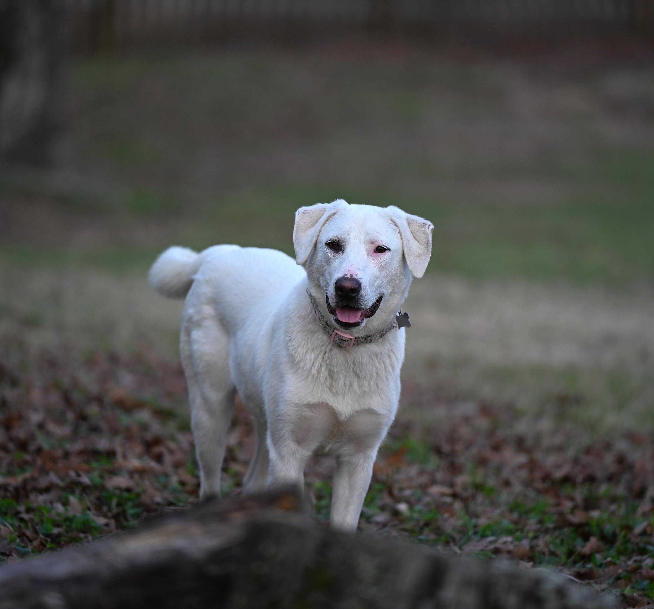 Enlarge Marcie Jane, a ADOPTABLE mixed breed in White River Junction, VT image 2/6