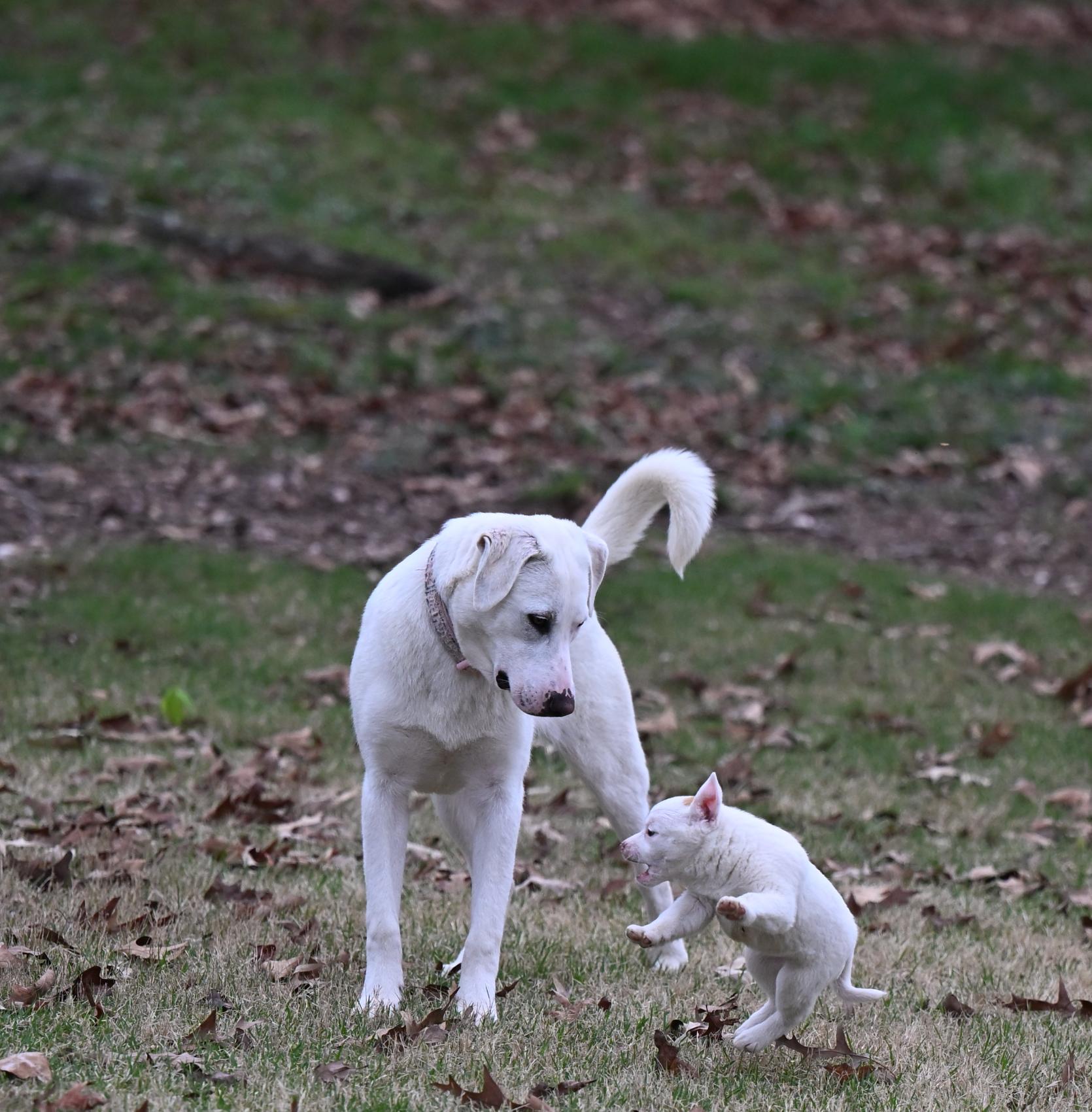 Enlarge Marcie Jane, a ADOPTABLE mixed breed in White River Junction, VT image 6/6