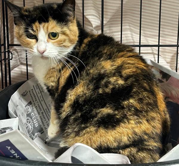 26-06-1769 Autumn, Adoptable, Adult Female Domestic Short Hair.