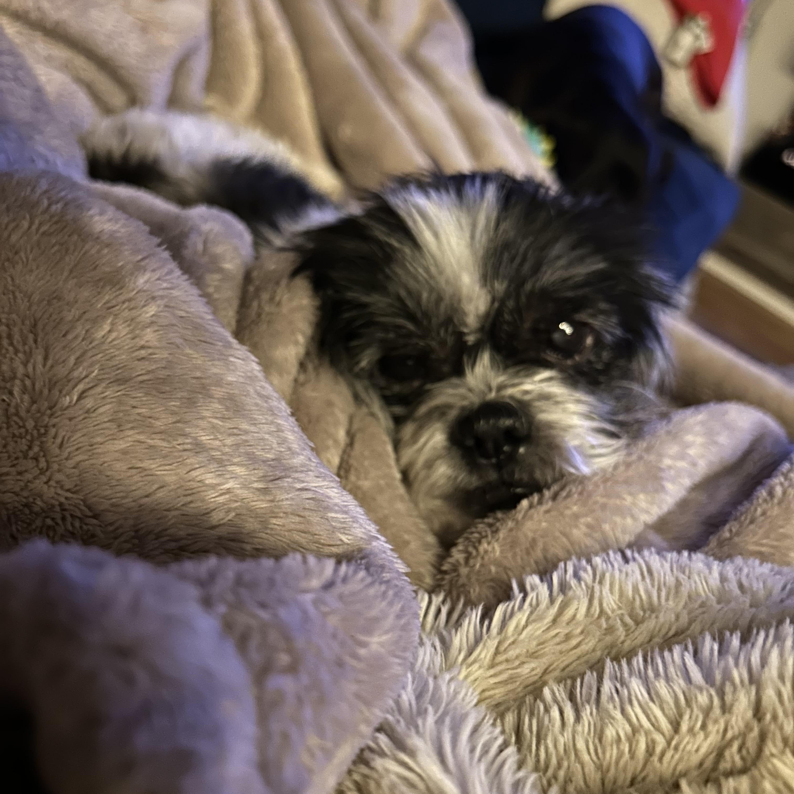 Enlarge Honee, a ADOPTABLE mixed breed in East Haddam, CT image 4/4