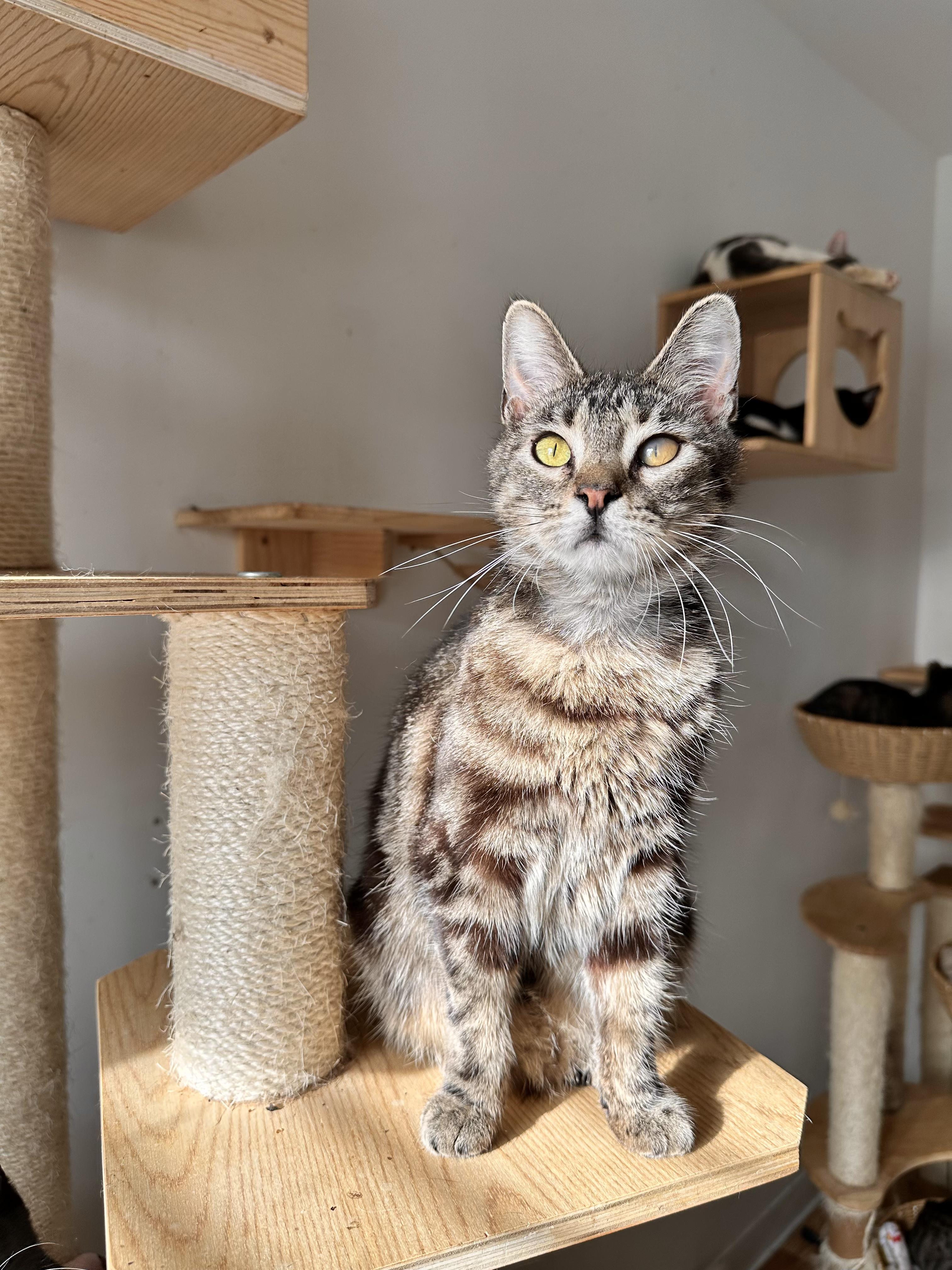 Enlarge COFFEE, a Adoptable Tabby in New York, NY image 3/6