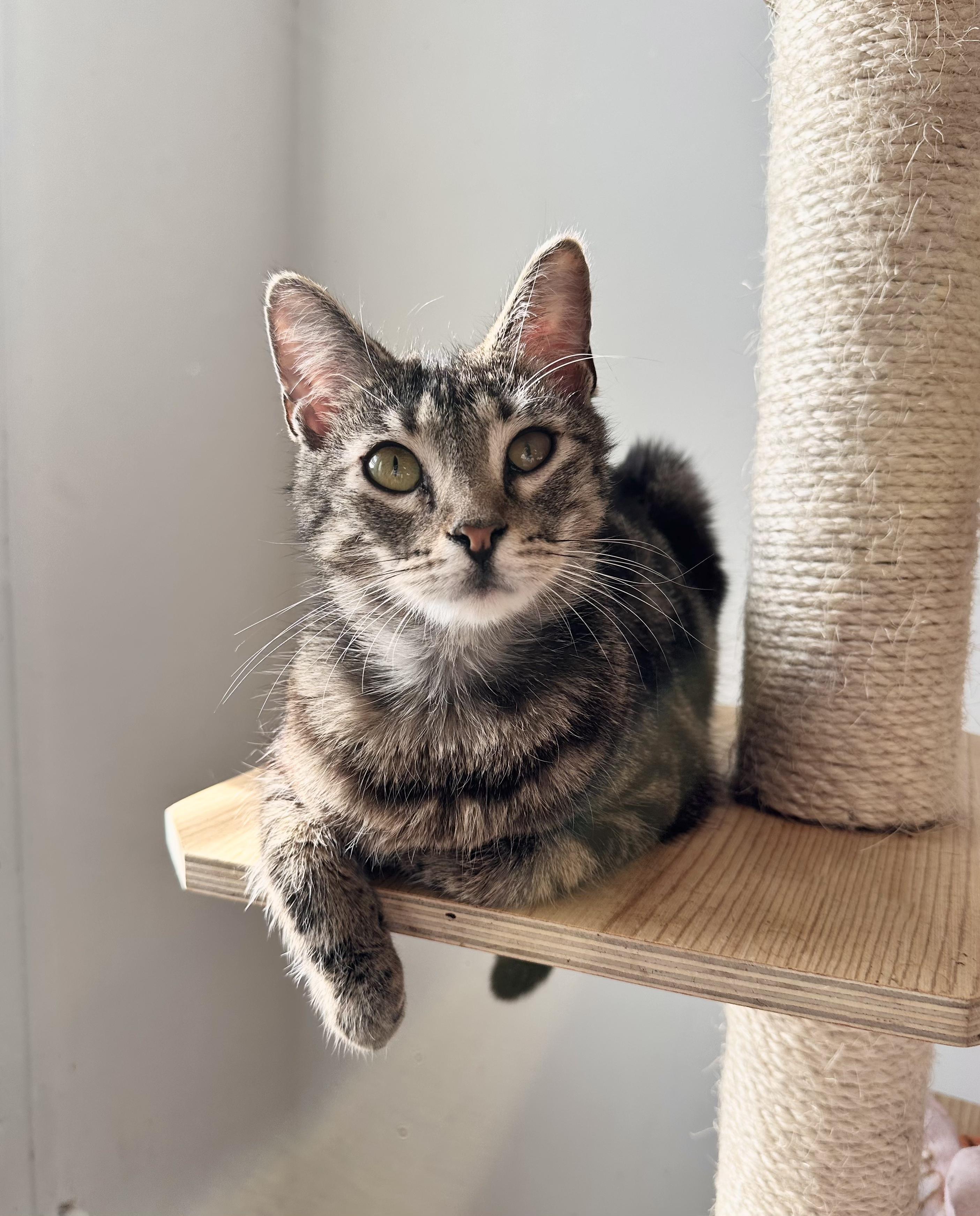 Enlarge COFFEE, a Adoptable Tabby in New York, NY image 6/6